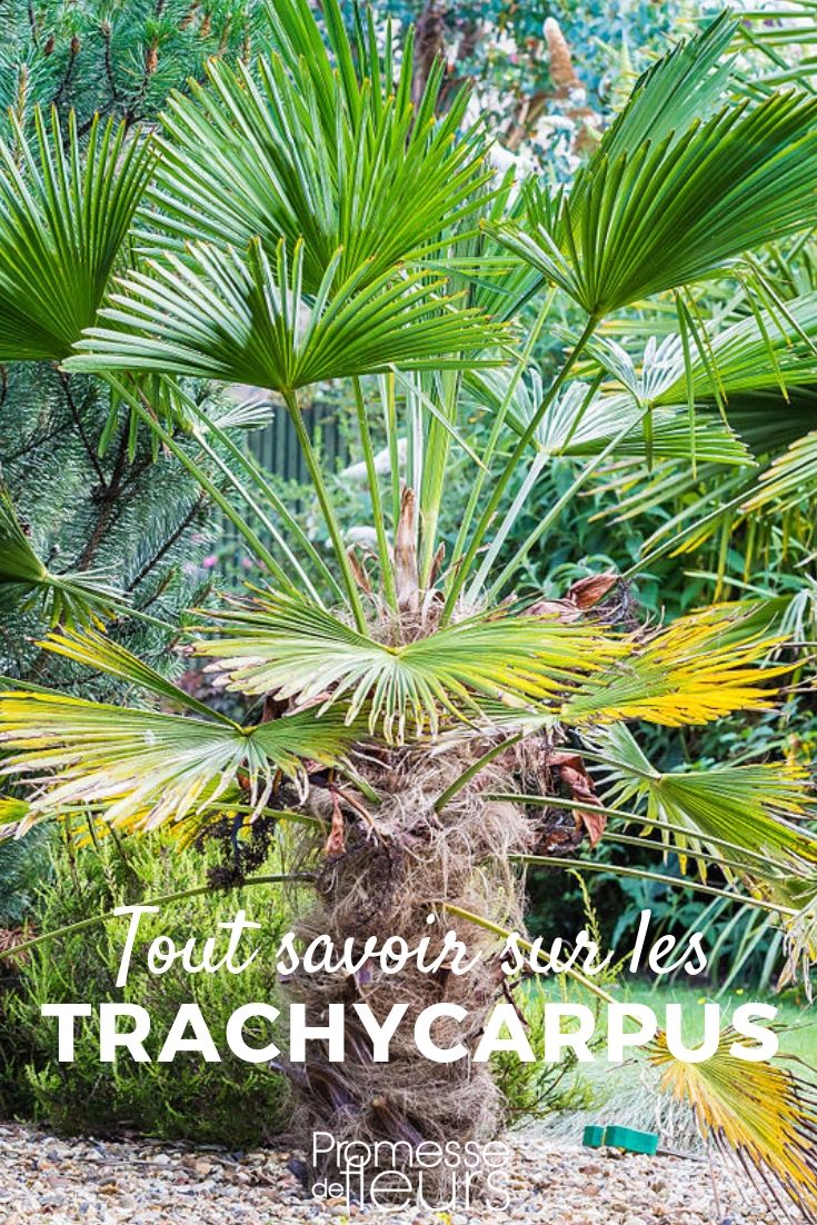 Trachycarpus, Palmier chanvre : plantation, culture et entretien - Conseils