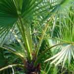 Washingtonia, Palmier jupon : planter, cultiver et entretenir