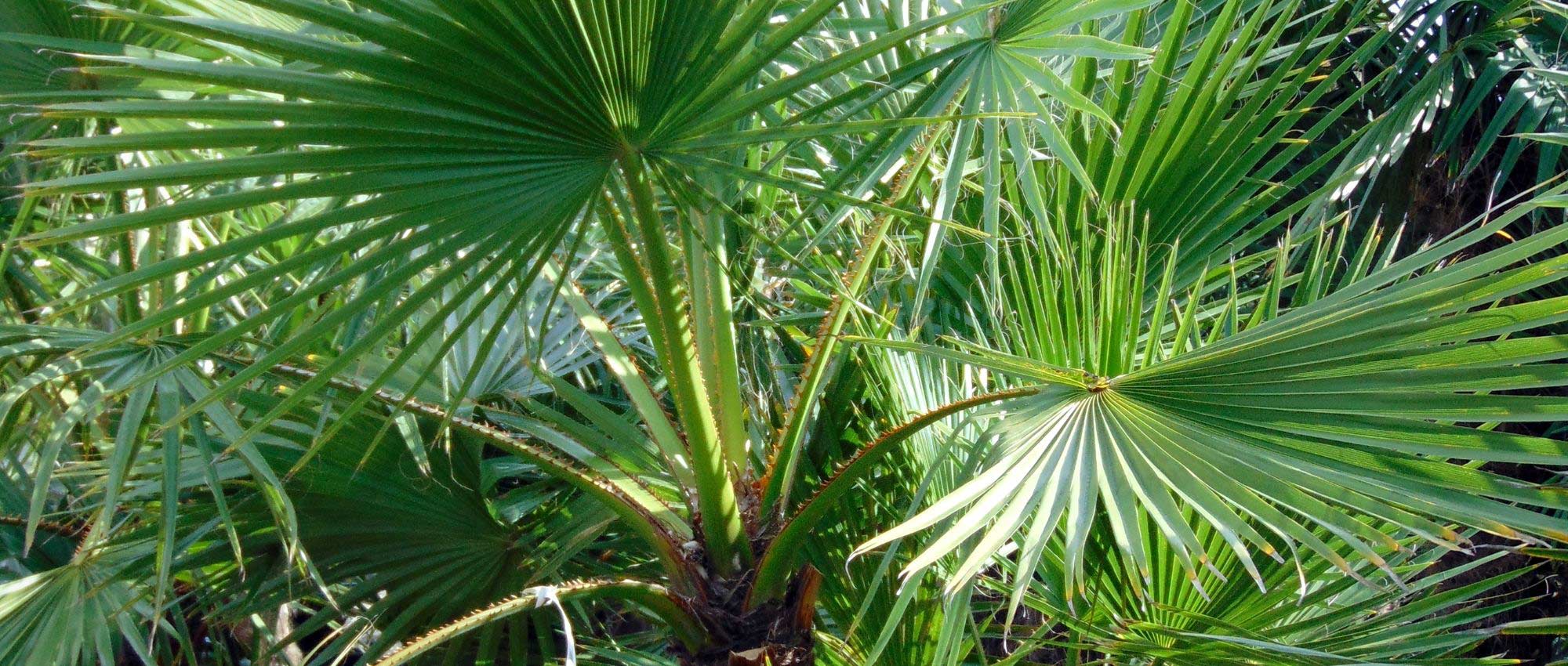 Les palmiers : semis, plantation et entretien - Nos conseils