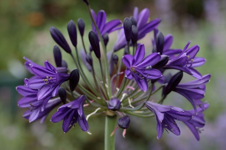 Agapanthus royal velvet