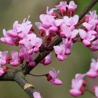 Arbres à fleurs : 7 indispensables au jardin