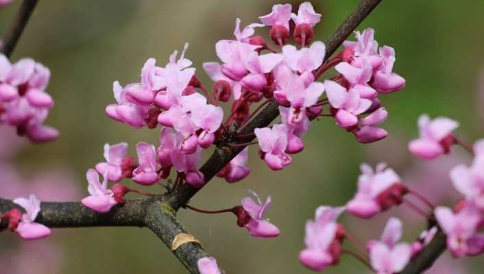 Arbres à fleurs : 7 indispensables au jardin