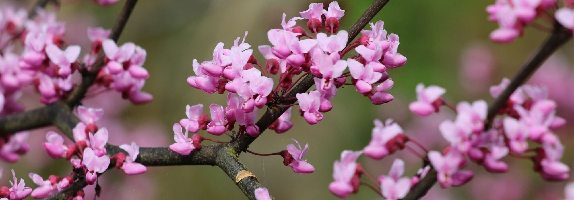 Arbres à fleurs : 7 indispensables au jardin