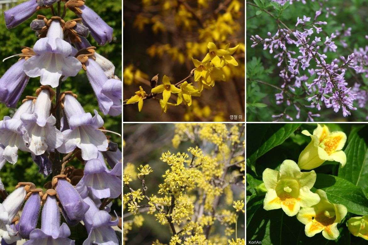 Le Paulownia, arbre du futur et atout pour la permaculture