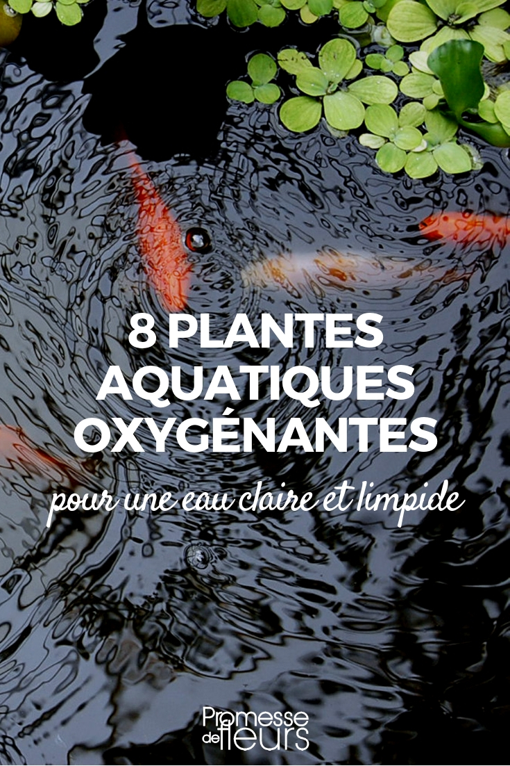 plantes oxygènante pour bassin