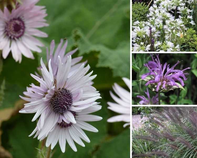 Berkheya purpurea - association