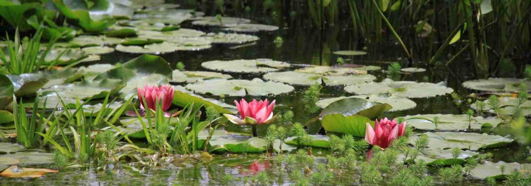 Jardin d'eau - Les plantes aquatiques au bassin