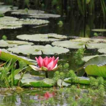 Choisir des plantes aquatiques pour une mare ou un bassin