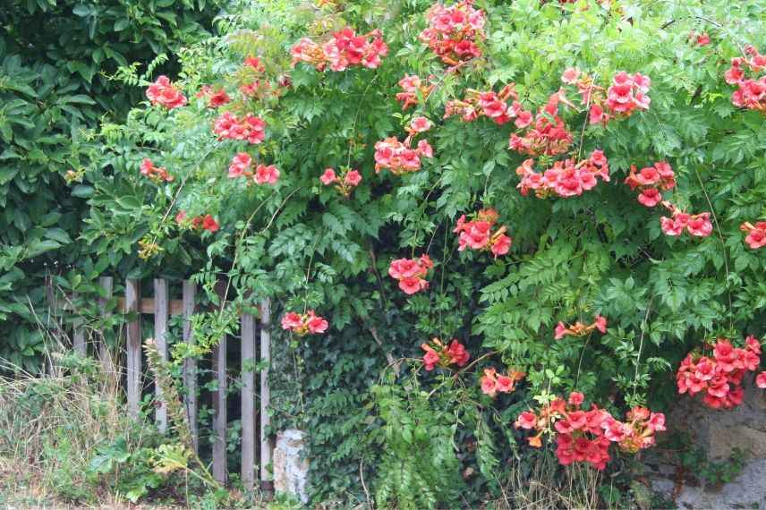 plantes grimpantes pour le plein soleil