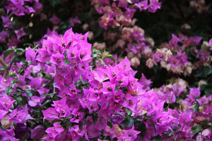 plantes grimpantes pour le plein soleil