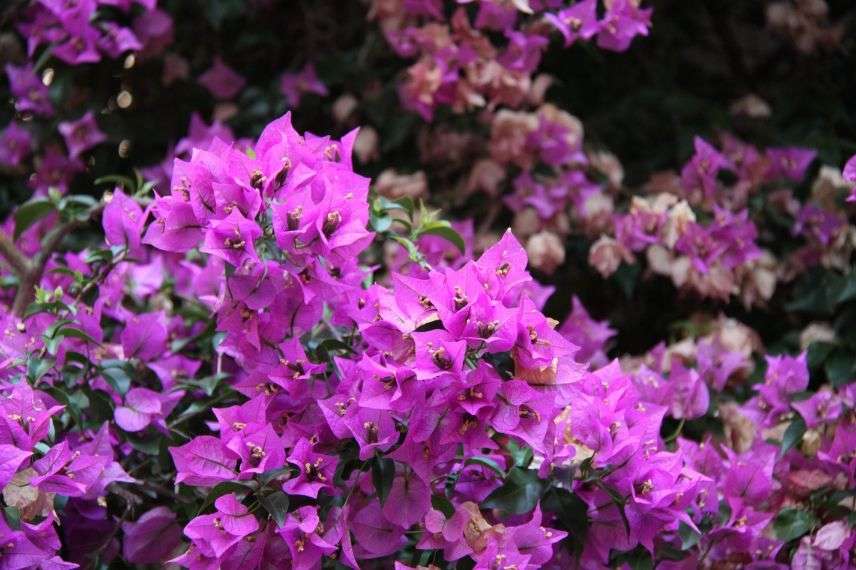 Plantes grimpantes pour murs et façades : lesquelles choisir ? - Promesse  de Fleurs