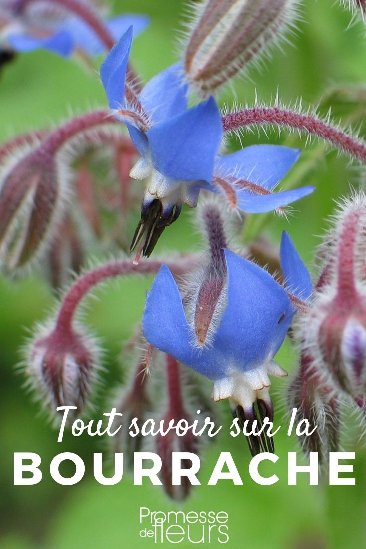 borago tout savoir