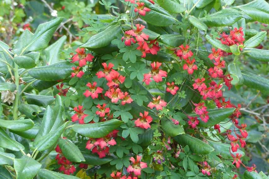 Tropaeolum speciosum, Capucine élégante