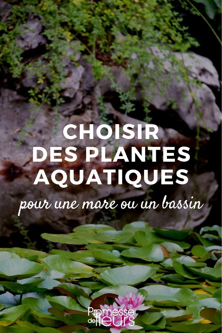 plantes aquatiques : lesquelles choisir pour une mare ou un bassin