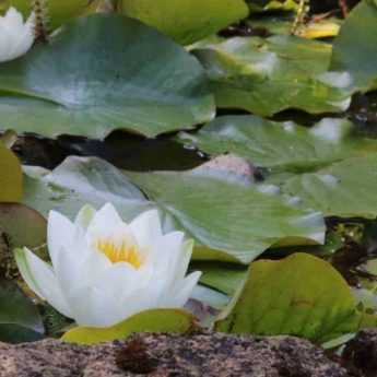 Où et comment installer des plantes dans et autour d'une mare ?