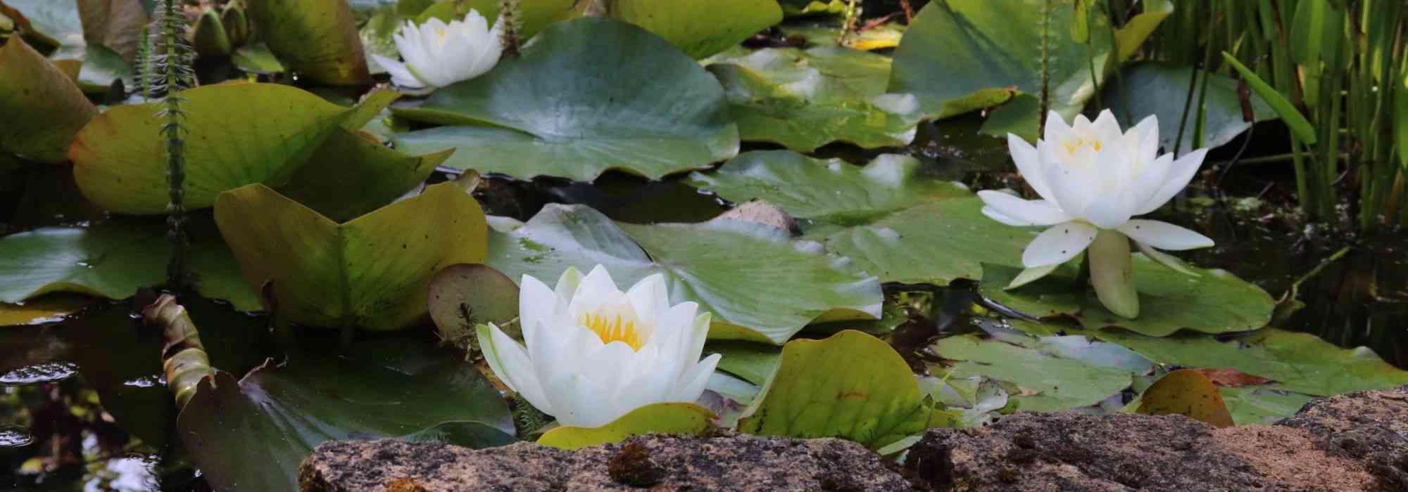 Où et comment installer des plantes dans et autour d'une mare ?