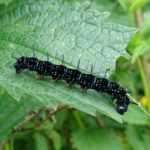 Concevoir et aménager un jardin naturel et écologique