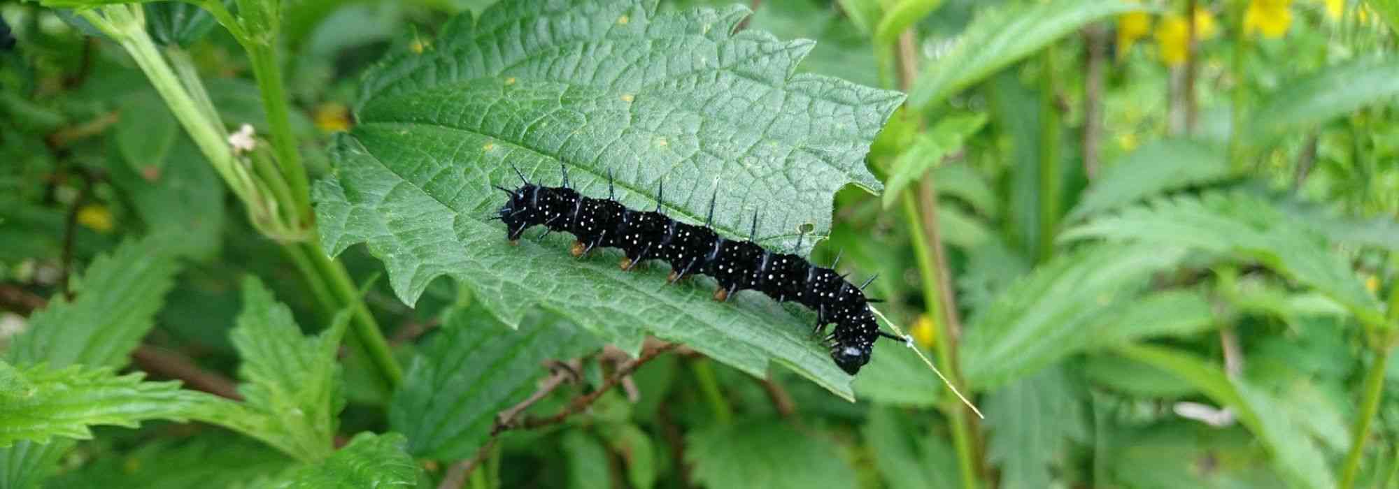 Concevoir et aménager un jardin naturel et écologique