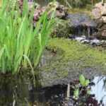 Créer une mare naturelle dans son jardin