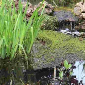 Créer une mare naturelle dans son jardin