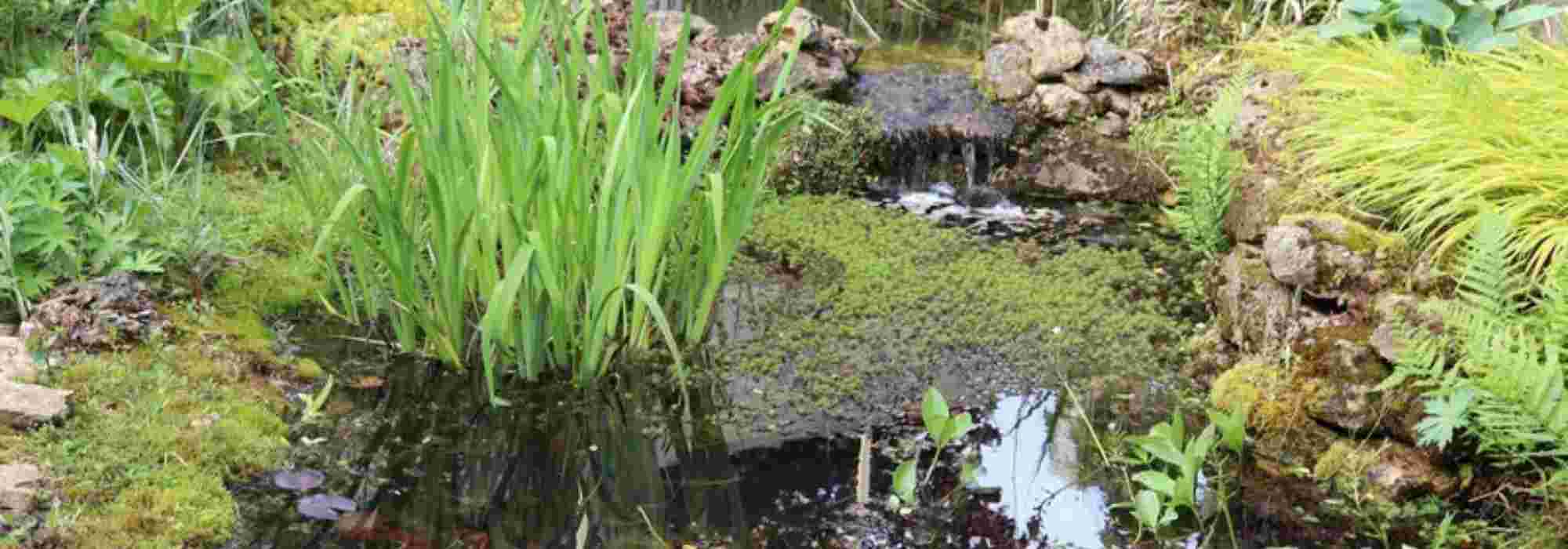 Créer une mare naturelle dans son jardin