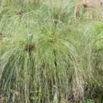 Papyrus, Cyperus : planter, entretenir