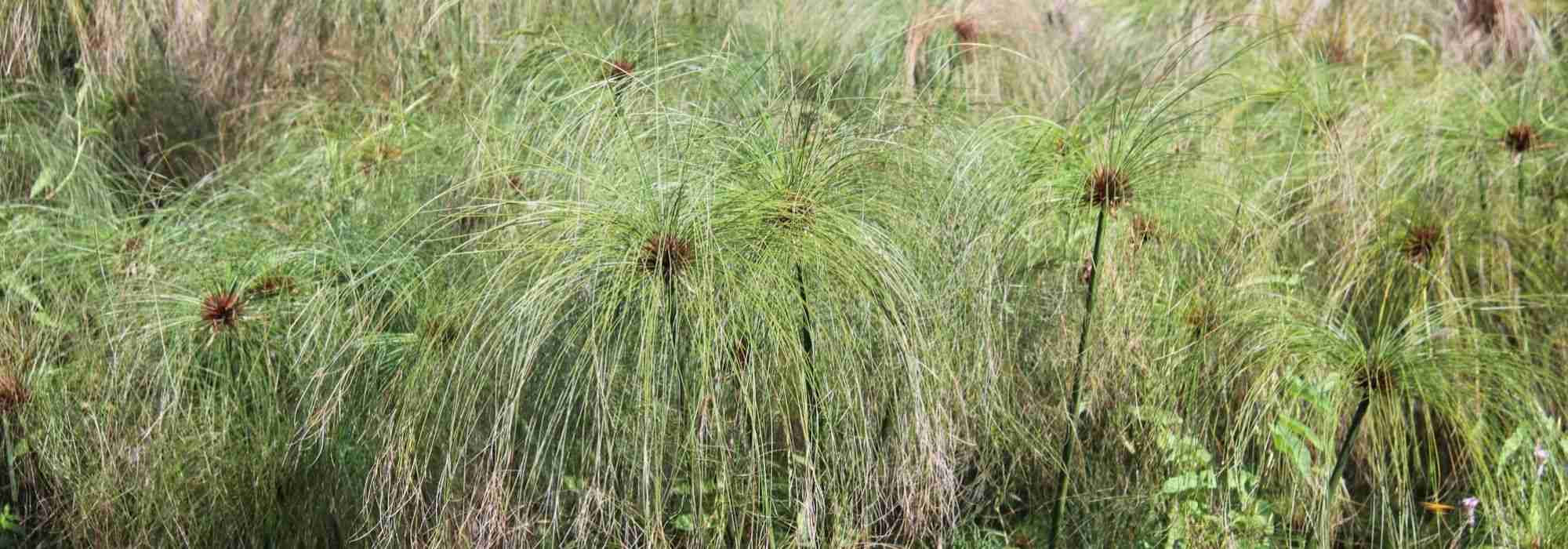 Papyrus, Cyperus : planter, entretenir