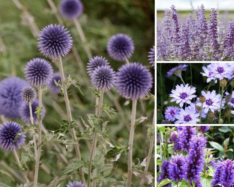 Echinops ritro, association