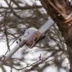 Élagage des arbres : stop au massacre !