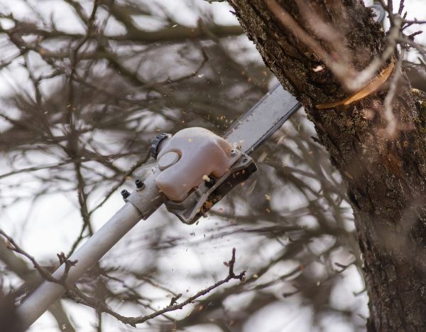 Élagage des arbres : stop au massacre !