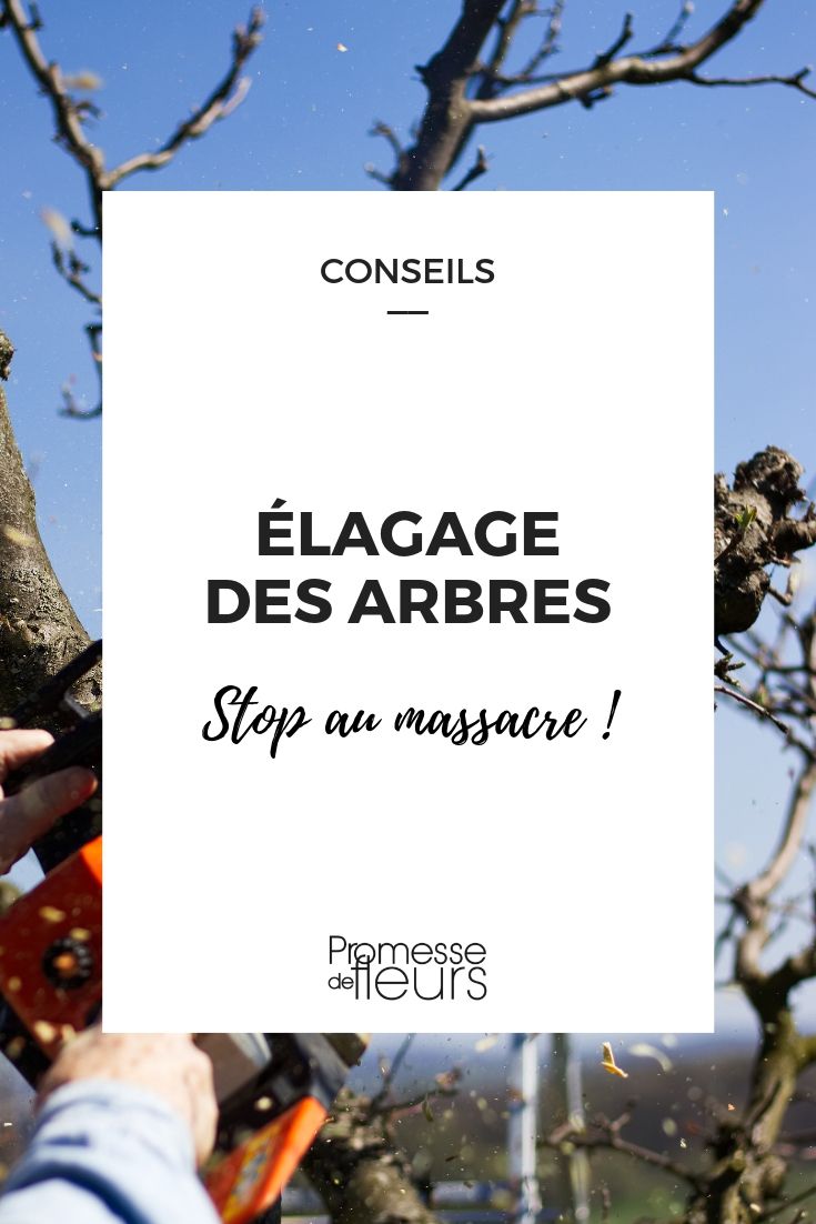 élagage des arbres