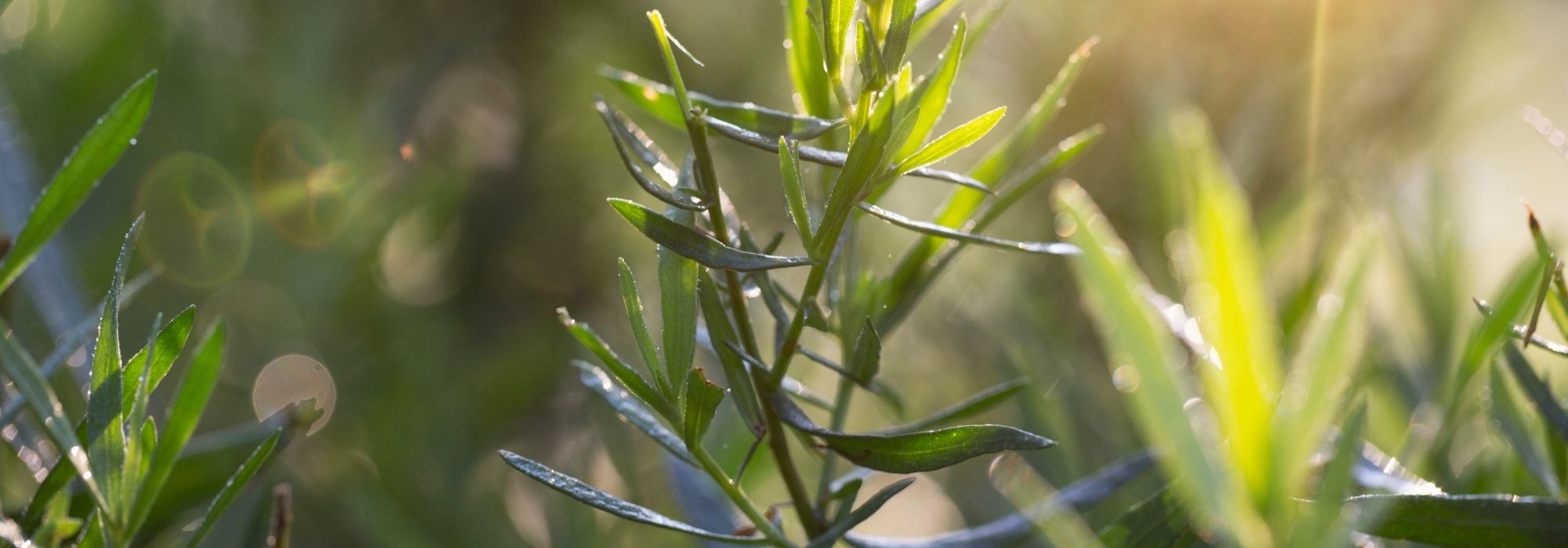 Estragon : planter, semer, récolter