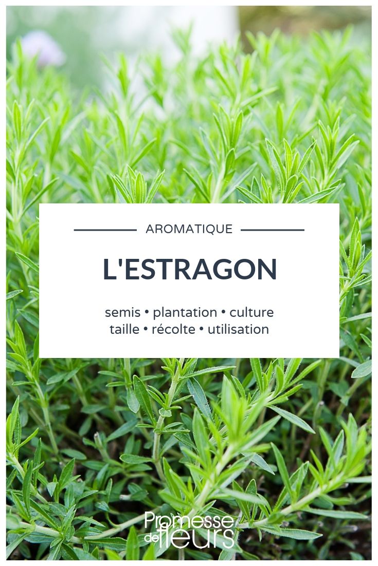 Estragon : plantation, culture, entretien