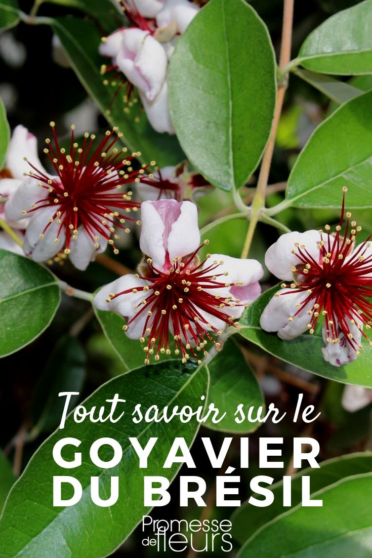 feijoa sellowiana, goyavier du Brésil