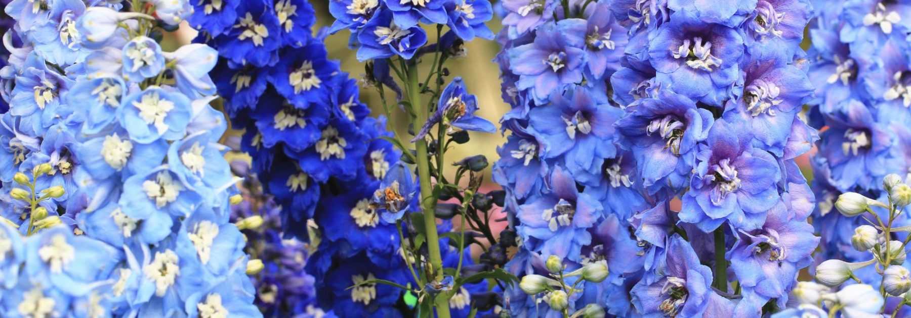 10 plantes vivaces à fleurs bleues qu'il faut avoir dans son jardin