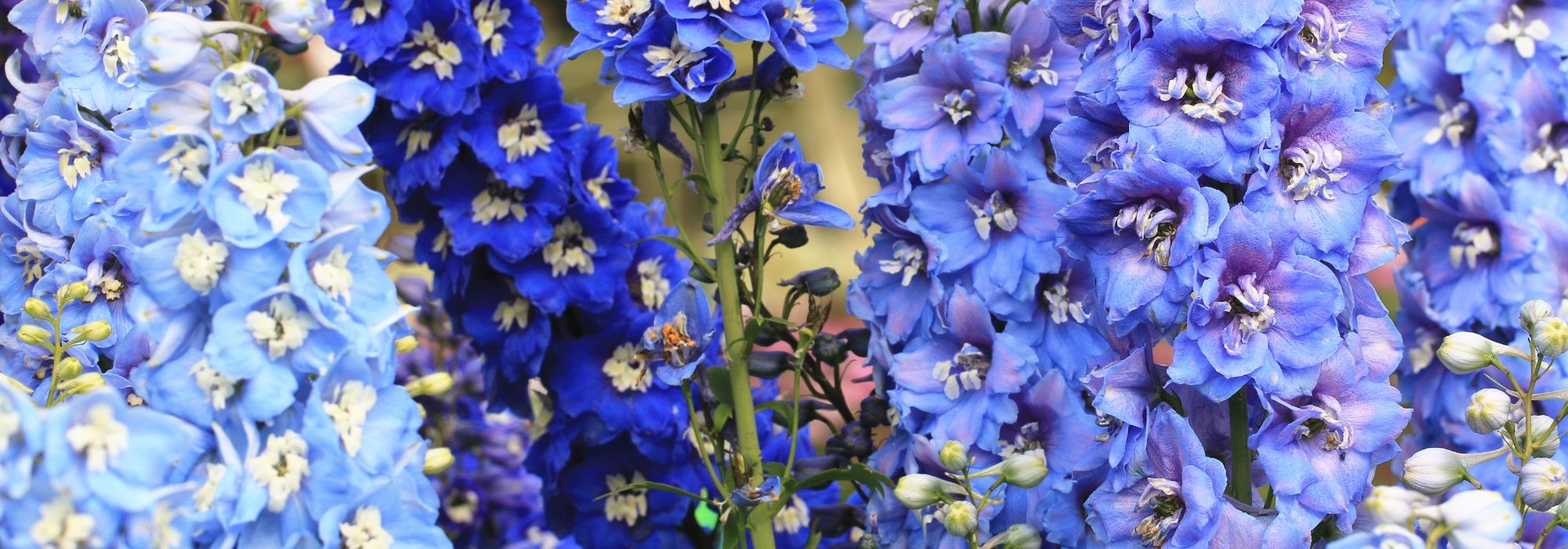 Verveine Lanai Sky Blue fleurs couleur Bleu