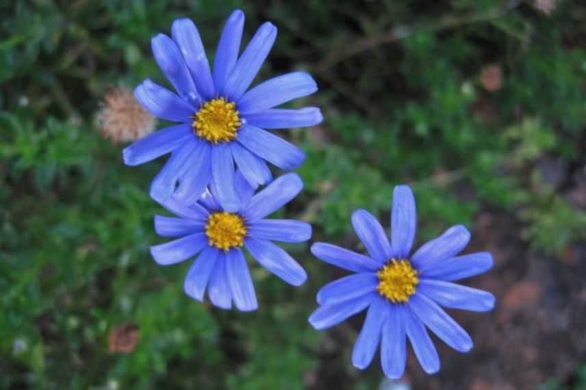 Vivace à fleurs bleues : felicia amelloides, Aster du Cap