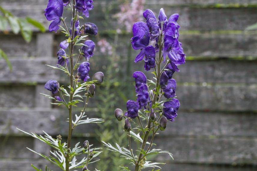 Vivace à fleurs bleues : l'aconit