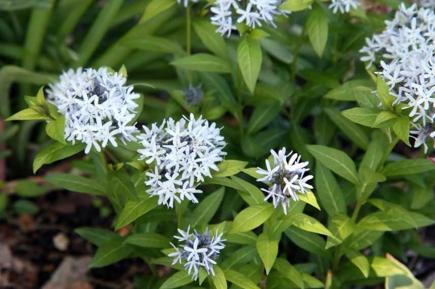 Vivace à fleurs bleues : Amsonia