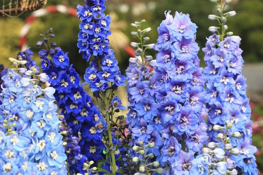 Fleurs vivaces bleues : delphiniums