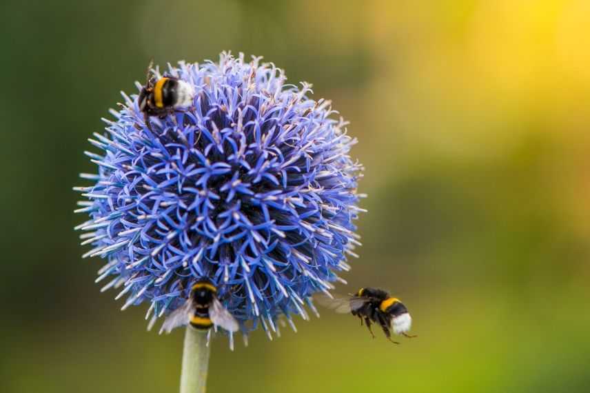 Vivace à fleurs bleus : l'échinops ou boule azurée