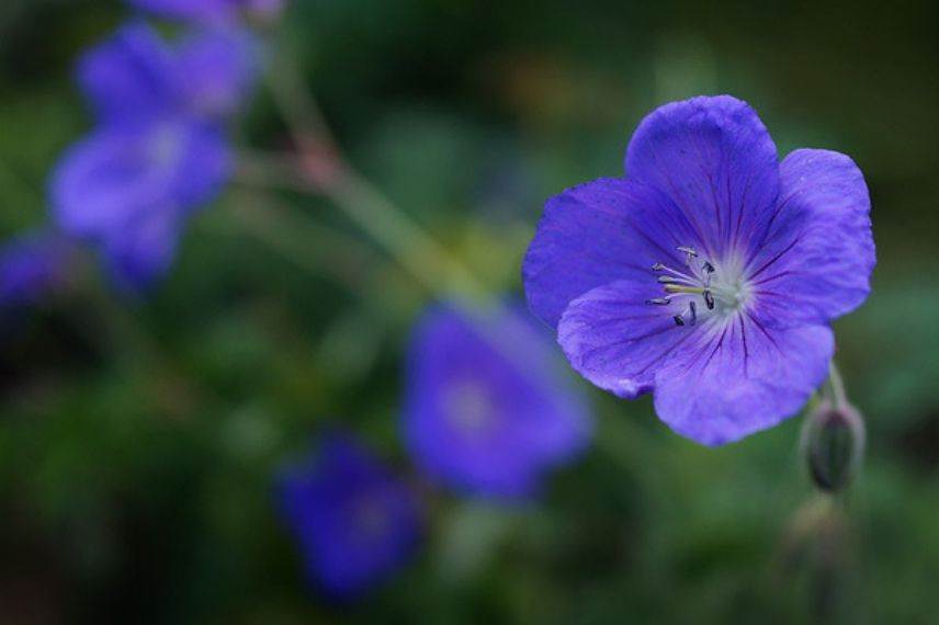 Vivace à fleurs bleues : le géranium Brookside