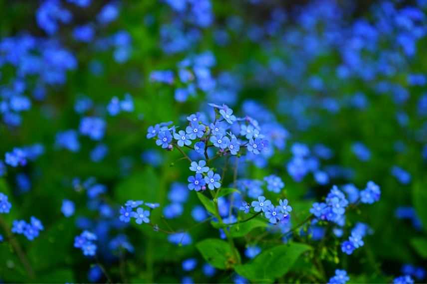 Vivace à fleurs bleues : brunnera macrophylla