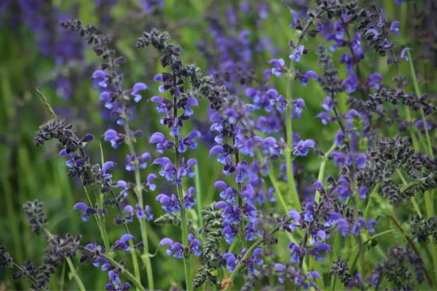 Vivace à fleurs bleues : la sauge des prés