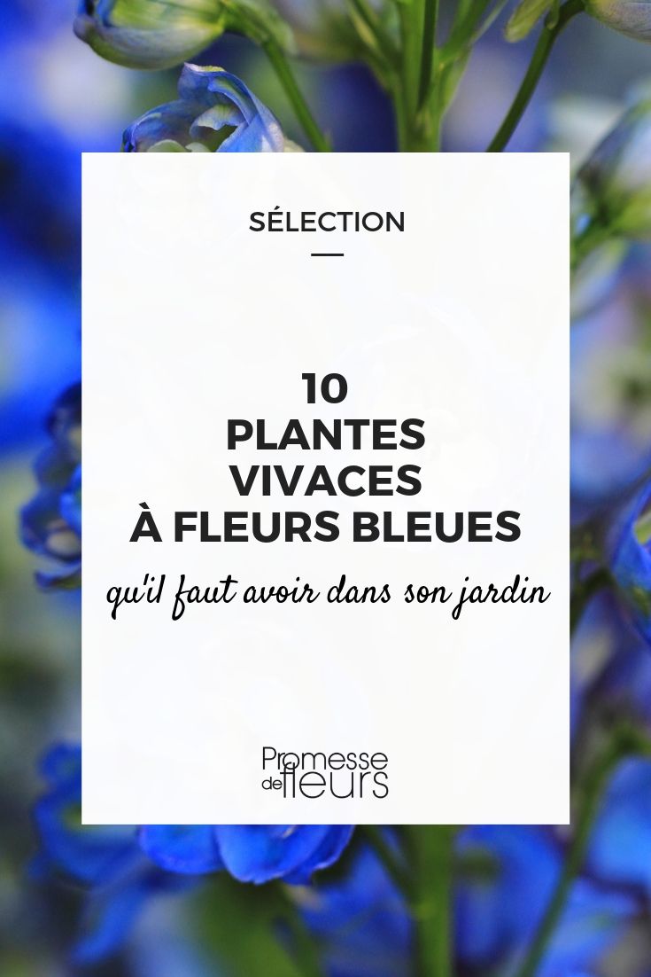 fleur bleue : les meilleures vivaces