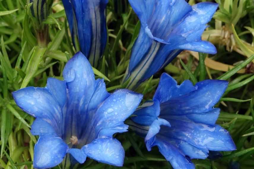 Vivace à fleurs bleue : Gentiane sino-ornata