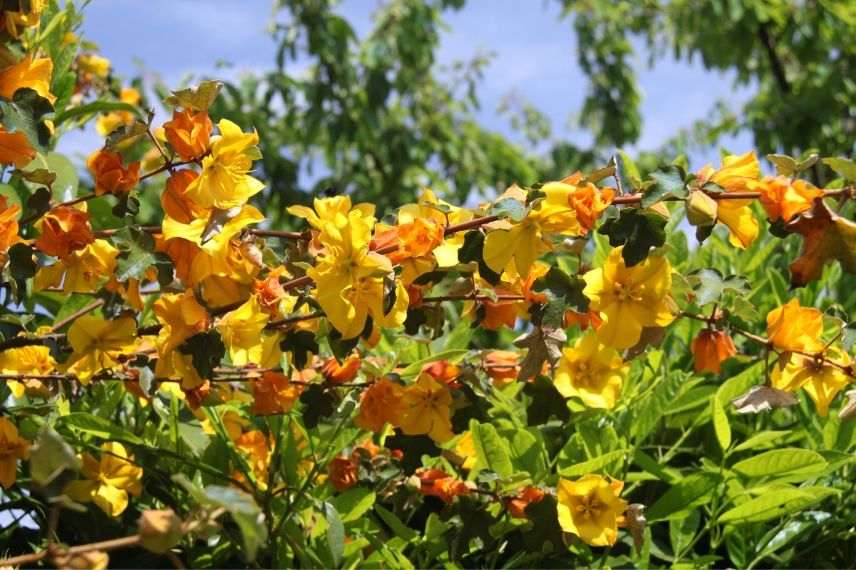 plantes grimpantes pour le plein soleil