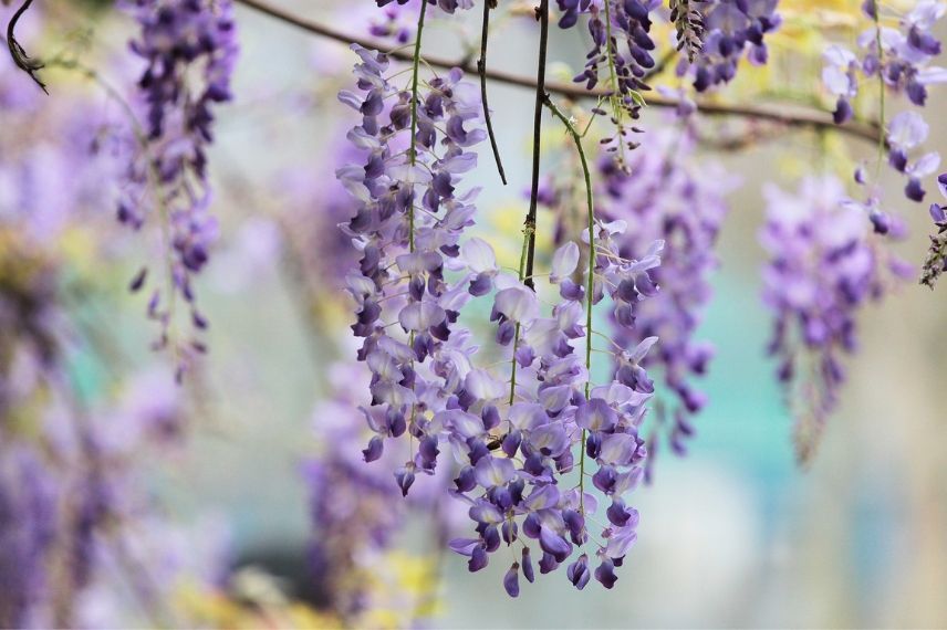 plantes grimpantes pour le plein soleil