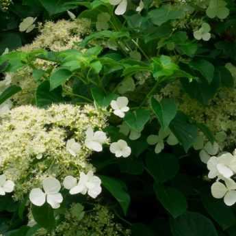 Plantes grimpantes pour l'ombre : lesquelles choisir ?