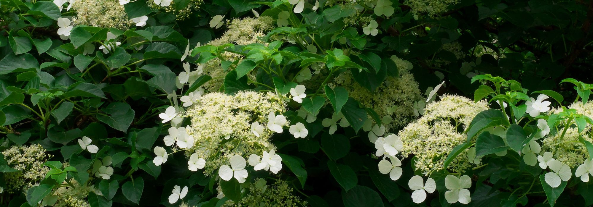 Plantes grimpantes pour l'ombre : lesquelles choisir ?